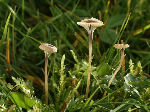 machovček Swartzov Rickenella swartzii (Fr.) Kuyper