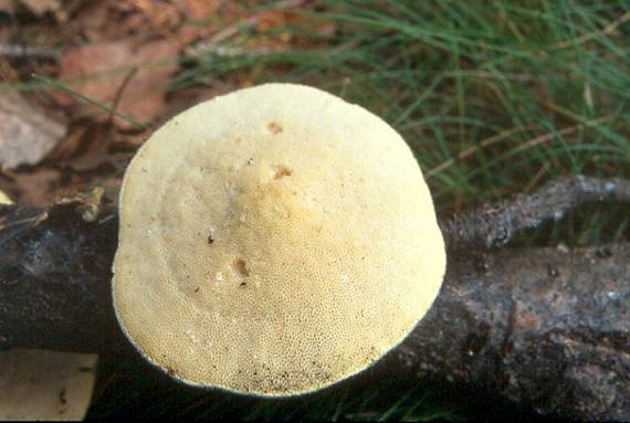 outkovka chlupatá - Trúdnikovec chlpatý Trametes hirsuta  (Wulfen) Lloyd