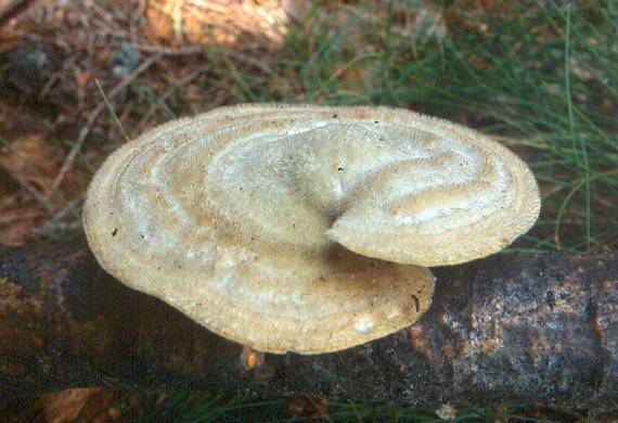 trúdnikovec chlpatý Trametes hirsuta (Wulfen) Lloyd