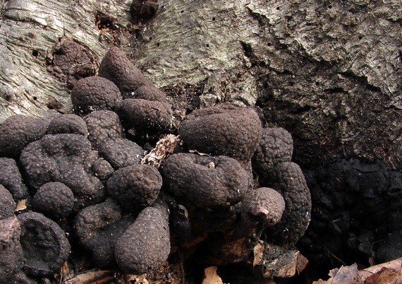 drevnatec Xylaria sp.