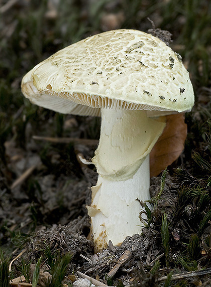 muchotrávka citrónovožltá Amanita citrina Pers.