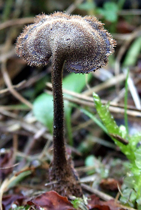 lopatovka obyčajná Auriscalpium vulgare Gray