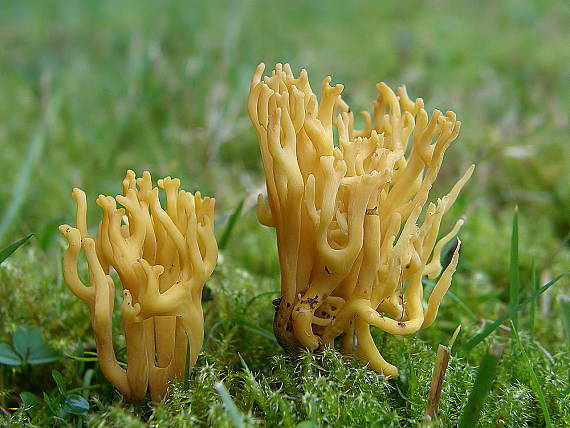 pakonárovka parôžkovitá Clavulinopsis corniculata (Schaeff.) Corner