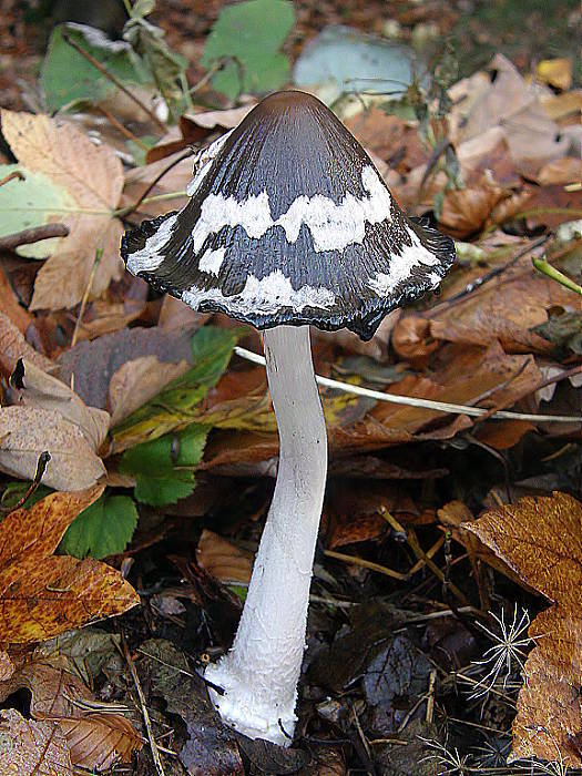 hnojník strakatý Coprinopsis picacea (Bull.) Redhead, Vilgalys & Moncalvo