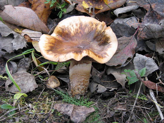 pavučinovec mazľavý Cortinarius trivialis J.E. Lange