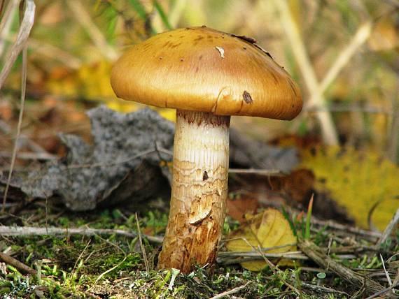 pavučinovec mazľavý Cortinarius trivialis J.E. Lange