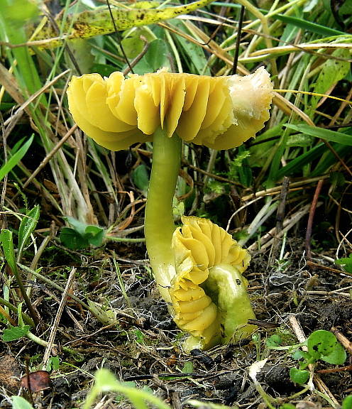 lúčnica žltozelená  Gliophorus psittacinus (Schaeff.) Herink