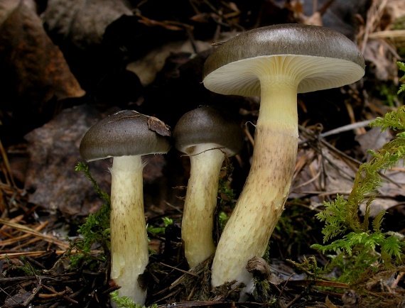 šťavnačka mrazová Hygrophorus hypothejus (Fr.) Fr.