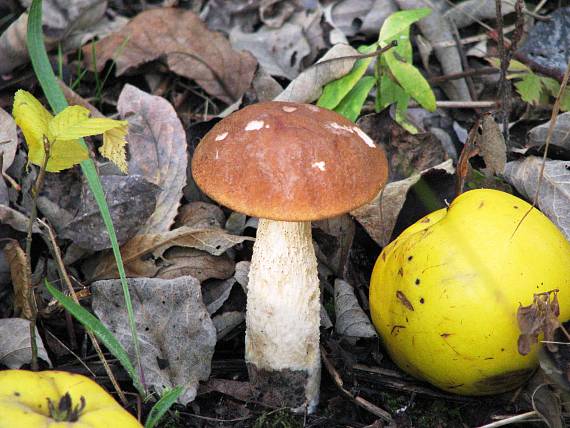 kozák dubový Leccinum aurantiacum (Bull.) Gray