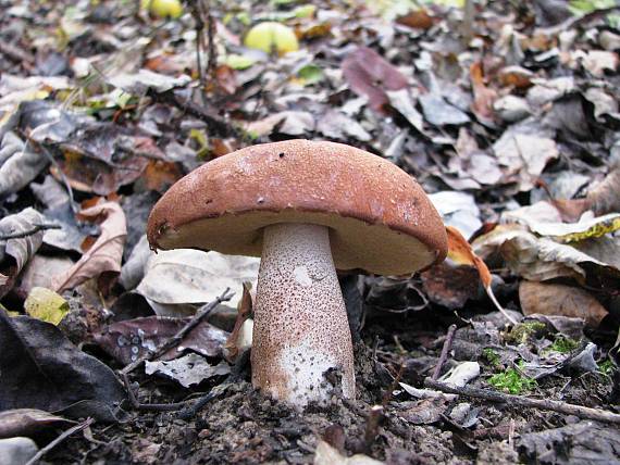 kozák dubový Leccinum aurantiacum (Bull.) Gray