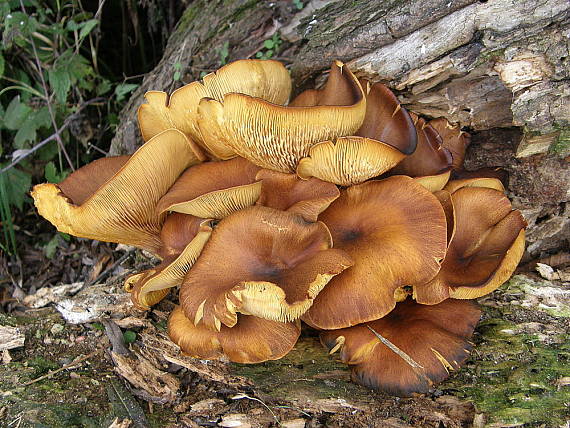 kališník hnedooranžový Omphalotus olearius (DC.) Singer