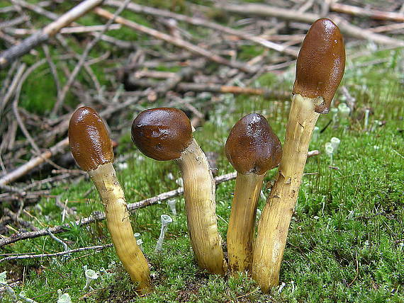 žezlovka hlavičkatá Tolypocladium capitatum (Holmsk.) Quandt, Kepler & Spatafora