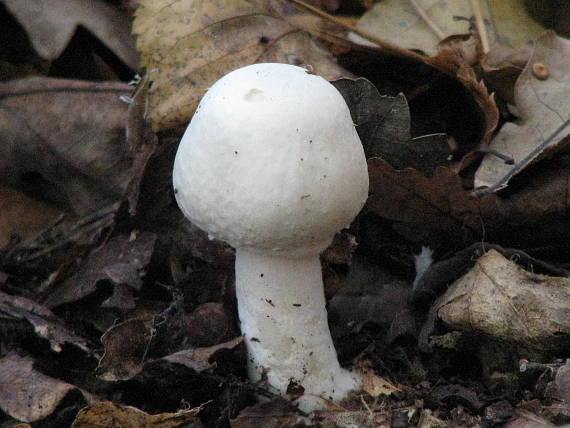 pečiarka páchnuca Agaricus xanthodermus Genev.