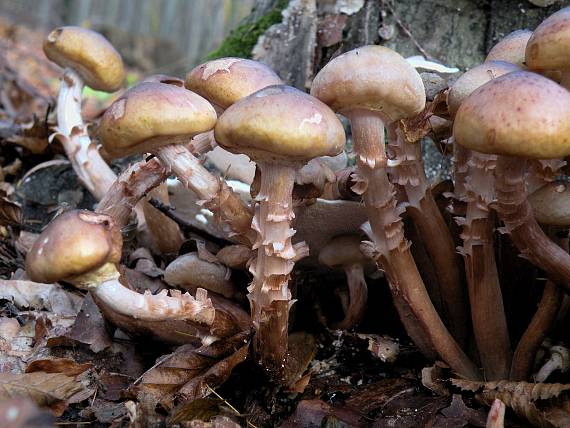 podpňovka obyčajná Armillaria mellea (Vahl) P. Kumm.