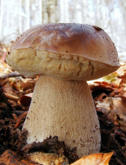 hríb smrekový Boletus edulis Bull.