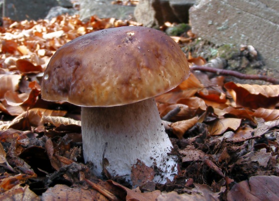 hríb smrekový Boletus edulis Bull.