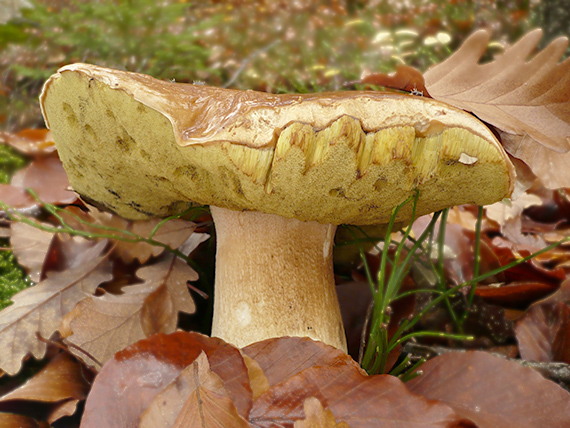 hríb smrekový Boletus edulis Bull.