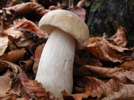 hríb smrekový Boletus edulis Bull.