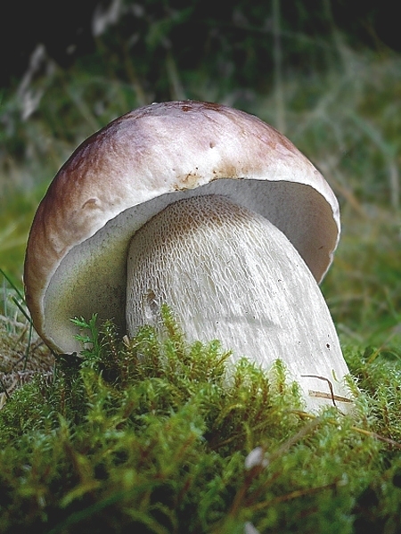 hríb smrekový Boletus edulis Bull.