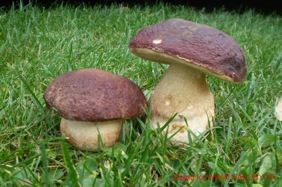 hríb sosnový Boletus pinophilus Pil. et Dermek in Pil.