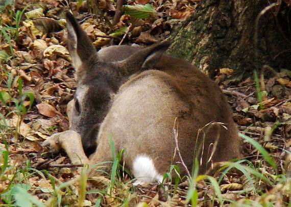 srna lesná-poobedňajší odpočinok Capreolus capreolus