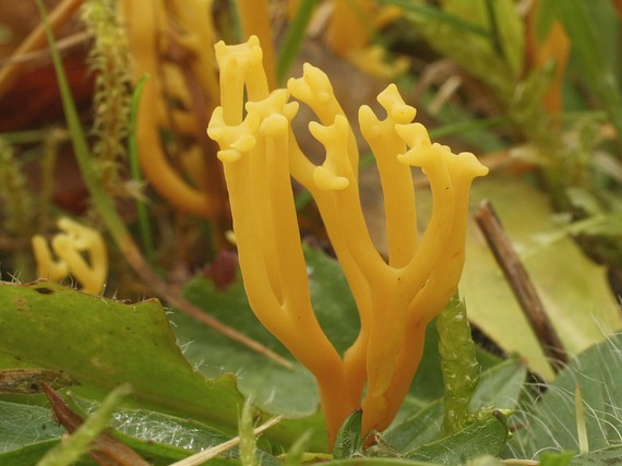 pakonárovka parôžkovitá Clavulinopsis corniculata (Schaeff.) Corner