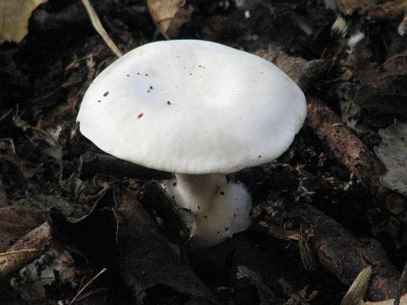 strmuľka biela Clitocybe cardicans