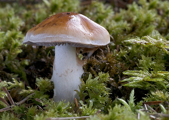 pavučinovec Cortinarius sp.