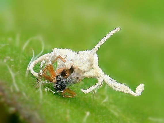 parazitická huba Gibellula sp.