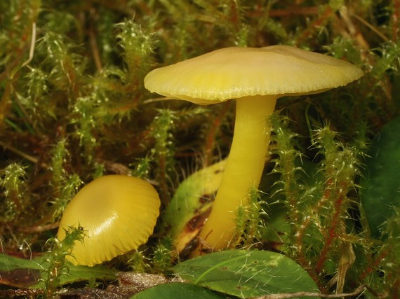 lúčnica citrónovožltá? Hygrocybe sp.