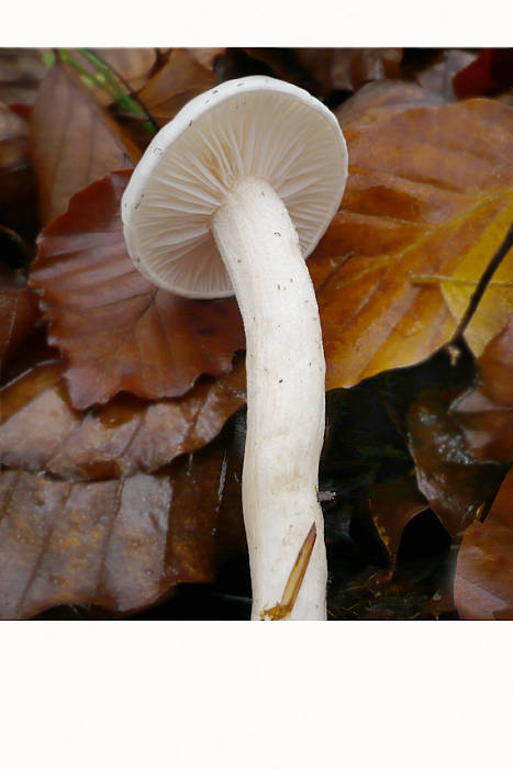 šťavnačka Hygrophorus sp.