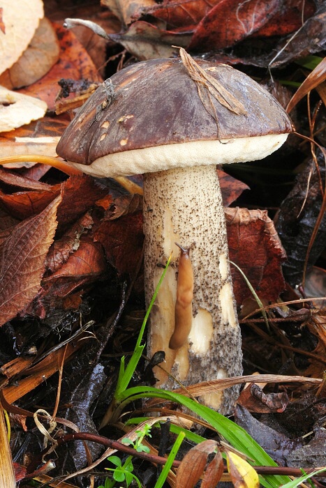 kozák brezový Leccinum scabrum (Bull.) Gray