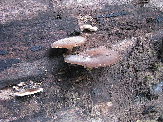 trúdnik strapkatý Lentinus substrictus (Bolton) Zmitr. & Kovalenko