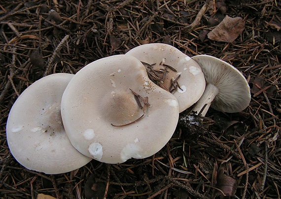 tmavuľka Melanoleuca sp.