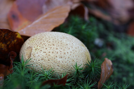 pestrec obyčajný Scleroderma citrinum Pers.