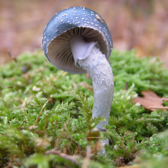 golierovka zelenkastá-Límcovka měděnková Stropharia aeruginosa  (Curtis) Quél.