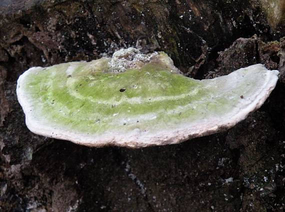 trúdnikovec hrbatý Trametes gibbosa (Pers.) Fr.