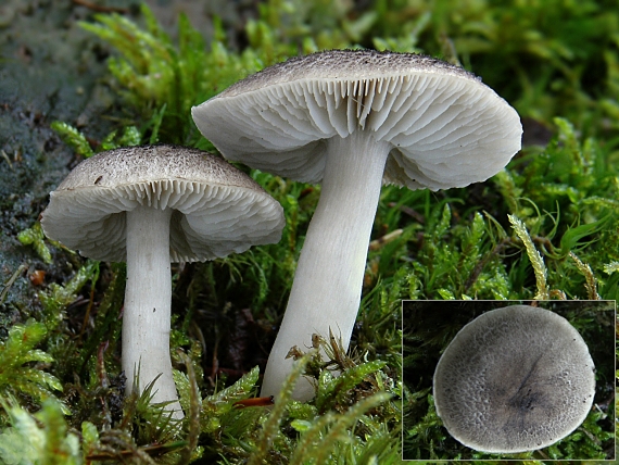 čírovka zemná Tricholoma terreum (Schaeff.) P. Kumm.