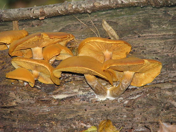 čirovec ozdobný Tricholomopsis decora (Fr.) Singer