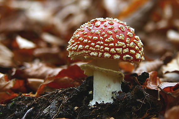 muchotrávka červená Amanita muscaria (L.) Lam.