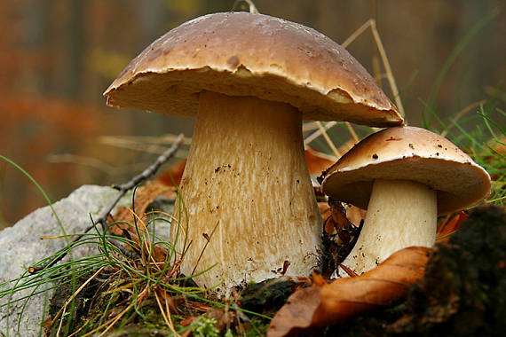 hríb smrekový Boletus edulis Bull.