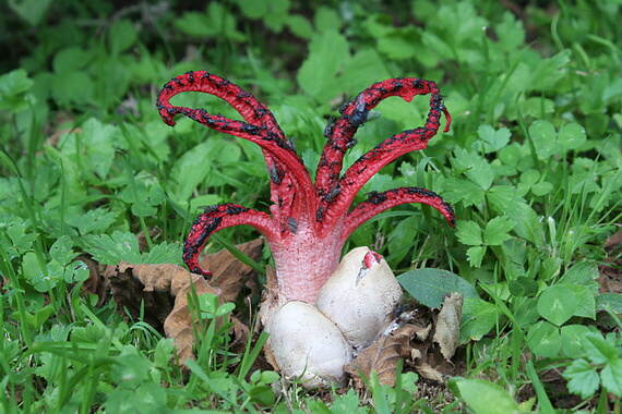 mrežovka kvetovitá Clathrus archeri (Berk.) Dring