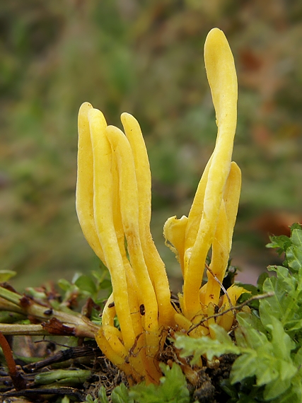 pakonárovka žltooranžová? Clavulinopsis helvola?