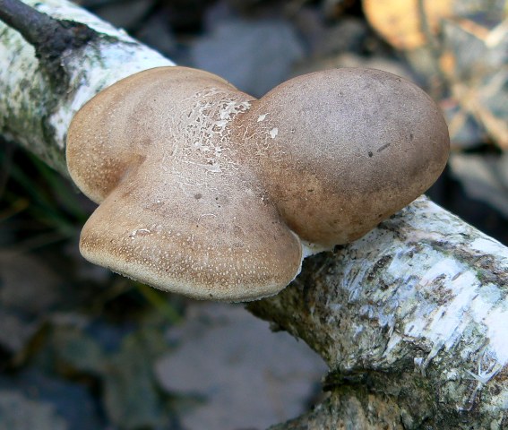 brezovník obyčajný Fomitopsis betulina (Bull.) B.K. Cui, M.L. Han & Y.C. Dai