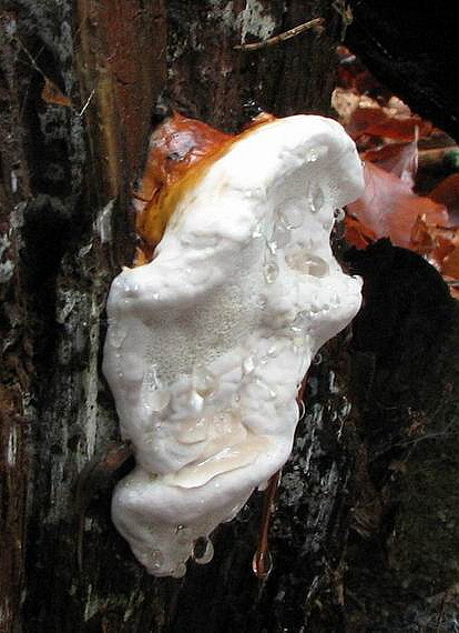 práchnovček pásikavý Fomitopsis pinicola (Sw.) P. Karst.