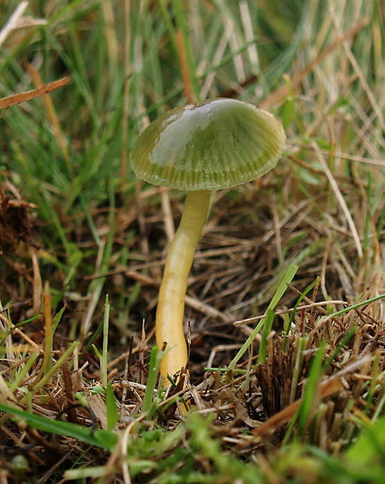 lúčnica žltozelená  Gliophorus psittacinus (Schaeff.) Herink