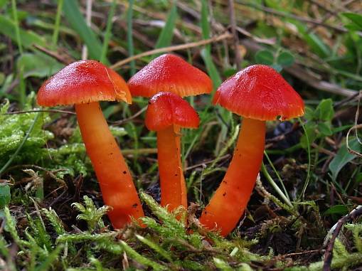 lúčnica šarlátová ? Hygrocybe sp.