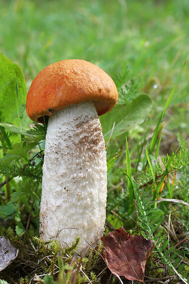 kozák osikový Leccinum albostipitatum den Bakker & Noordel.