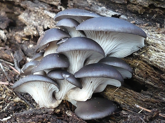 hliva ustricovitá Pleurotus ostreatus (Jacq.) P. Kumm.