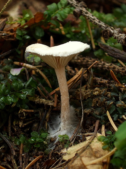 čechrulka čírovkovitá Ripartites tricholoma (Alb. & Schwein.) P. Karst.